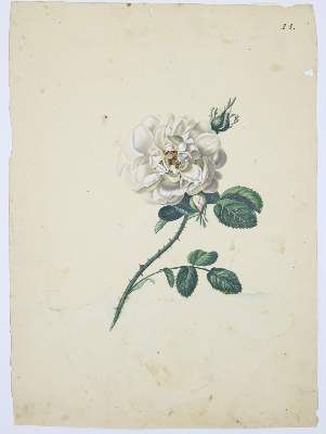 Große Abbildung Nr.3: 141-3041 Blaschek,Franz. (1787-1868).: (Varia, Botanik)
