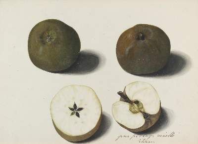 Große Abbildung Nr.2: 141-3042 Blaschek,Franz. (1787-1868): (Varia, Botanik)