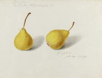 Große Abbildung Nr.6: 141-3042 Blaschek,Franz. (1787-1868): (Varia, Botanik)