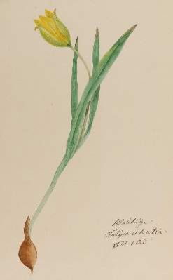 Große Abbildung Nr.2: 141-3046 Pflanzenaquarelle.: (Varia, Botanik)