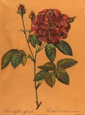 Große Abbildung Nr.1: 141-3048 Rosendarstellungen.: (Varia, Botanik, Rosen)