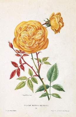 Große Abbildung Nr.3: 141-3048 Rosendarstellungen.: (Varia, Botanik, Rosen)