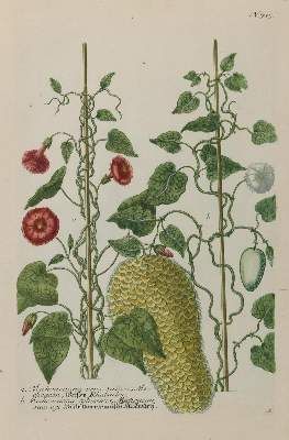 Große Abbildung Nr.7: 141-3049 Sammlung: (Varia, Botanik)