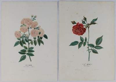 Große Abbildung Nr.3: 141-3050 Sammlung: (Varia, Botanik)