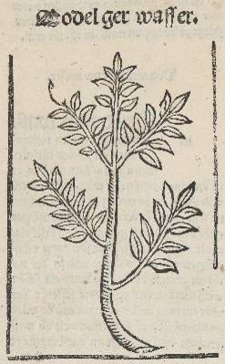 Große Abbildung Nr.1: 141-3051 Sammlung: (Varia, Botanik)