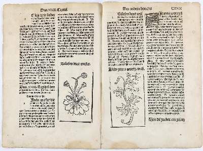 Große Abbildung Nr.2: 141-3051 Sammlung: (Varia, Botanik)