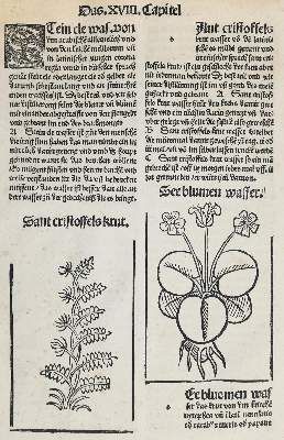 Große Abbildung Nr.3: 141-3051 Sammlung: (Varia, Botanik)