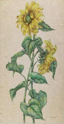 Große Abbildung Nr.1: 141-3052 Sonnenblumen.: (Varia, Botanik)