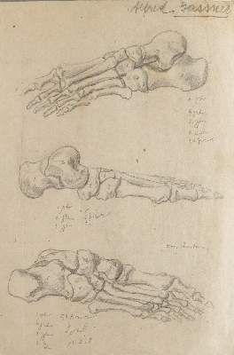 Große Abbildung Nr.4: 141-3091 Anatomie.: (Varia, Medizin)