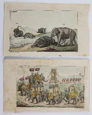 Große Abbildung Nr.2: 141-3147 Vögel.: (Varia, Zoologie)