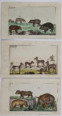 Große Abbildung Nr.3: 141-3147 Vögel.: (Varia, Zoologie)