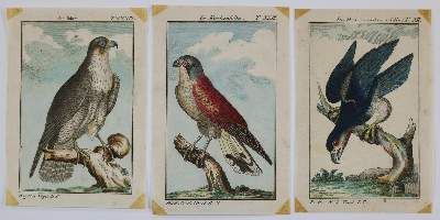 Große Abbildung Nr.4: 141-3147 Vögel.: (Varia, Zoologie)