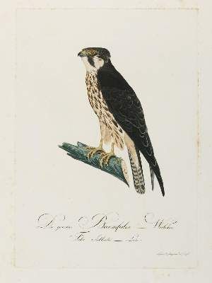 Große Abbildung Nr.1: 141-3148 Vögel.: (Varia, Zoologie)