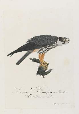Große Abbildung Nr.3: 141-3148 Vögel.: (Varia, Zoologie)
