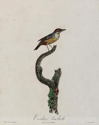 Große Abbildung Nr.2: 141-3149 Vögel.: (Varia, Zoologie)