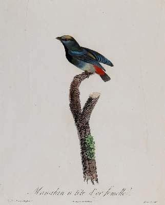 Große Abbildung Nr.3: 141-3149 Vögel.: (Varia, Zoologie)