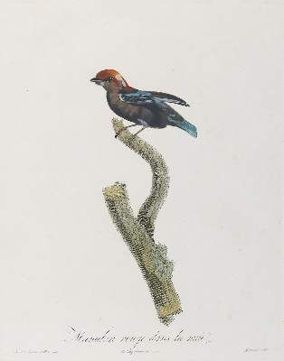 Große Abbildung Nr.4: 141-3149 Vögel.: (Varia, Zoologie)