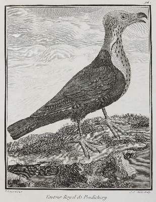 Große Abbildung Nr.1: 141-3150 Vögel.: (Varia, Zoologie)
