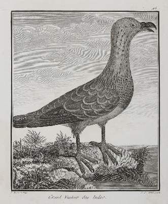 Große Abbildung Nr.3: 141-3150 Vögel.: (Varia, Zoologie)