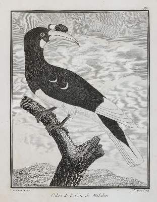 Große Abbildung Nr.6: 141-3150 Vögel.: (Varia, Zoologie)