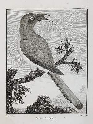 Große Abbildung Nr.7: 141-3150 Vögel.: (Varia, Zoologie)
