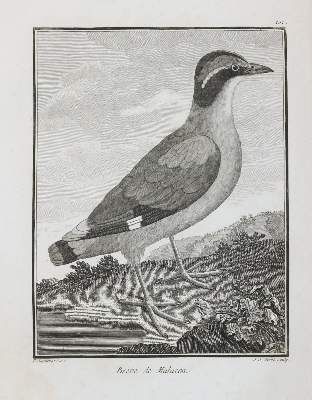 Große Abbildung Nr.8: 141-3150 Vögel.: (Varia, Zoologie)