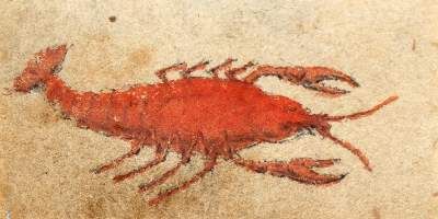 Große Abbildung Nr.1: 141-4278 Pflanzen und Tiere.: (Künstlergraphik)