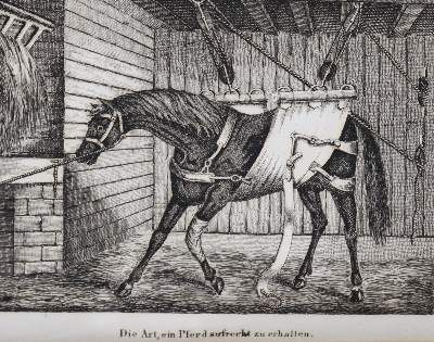 Große Abbildung Nr.2: 141-543 Apperley,C.J.: (Sport, Reitsport)