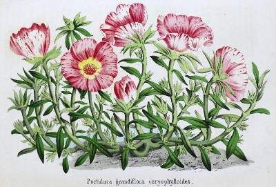 Große Abbildung Nr.2: 141-572 Neubert,W. (Hrsg.).: (Küche und Haushalt, Garten)
