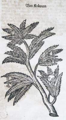 Große Abbildung Nr.2: 141-594 Coler,J.: (Küche und Haushalt, Hausväterliteratur)