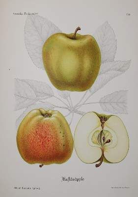 Große Abbildung Nr.1: 141-620 Pihl,A. u. J.Erikson.: (Land- und Forstwirtschaft, Obstbau)