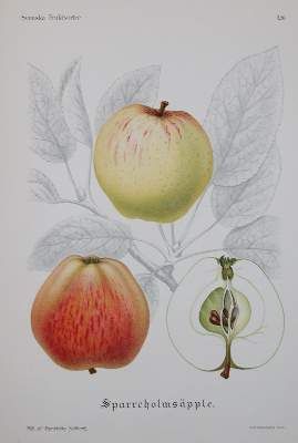 Große Abbildung Nr.2: 141-620 Pihl,A. u. J.Erikson.: (Land- und Forstwirtschaft, Obstbau)