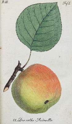 Große Abbildung Nr.1: 141-622 Sickler,J.V. Hrsg.: (Land- und Forstwirtschaft, Obstbau)
