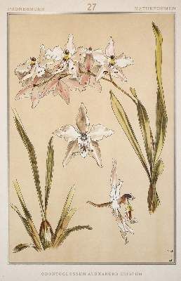 Große Abbildung Nr.4: 141-716 Pronberger,L.: (Ornamente, Jugendstil)