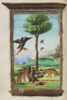 Große Abbildung Nr.1: 141-768 Aesop.: (Faksimile)