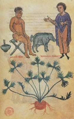 Große Abbildung Nr.1: 141-796 Medicina y Farmacia de Federico II.: (Faksimile)