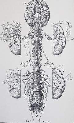 Große Abbildung Nr.3: 141-797 Medizin.: (Faksimile)
