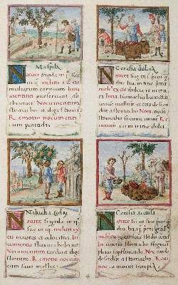 Große Abbildung Nr.2: 141-808 Tacuinum sanitatis.: (Faksimile)