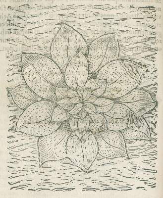 Bild Nr.2: 141-1609 Alpini,P.: (Botanik, Ägypten)