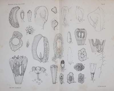 Bild Nr.3: 141-1611 Botanische Zeitung.: (Botanik)