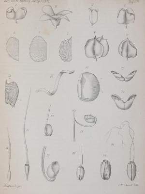 Bild Nr.4: 141-1611 Botanische Zeitung.: (Botanik)