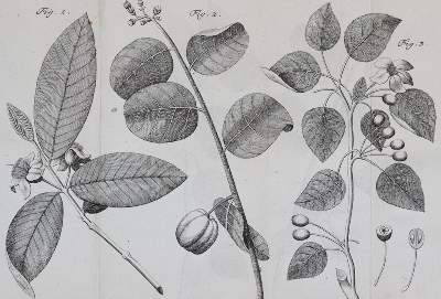 Bild Nr.6: 141-1625 Linné,C.v.: (Botanik)