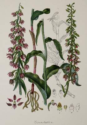 Bild Nr.1: 141-1628 Barla,J.B.: (Botanik, Orchideen)