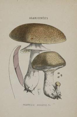 Bild Nr.1: 141-1630 Gillet,C.C.: (Botanik, Pilze)