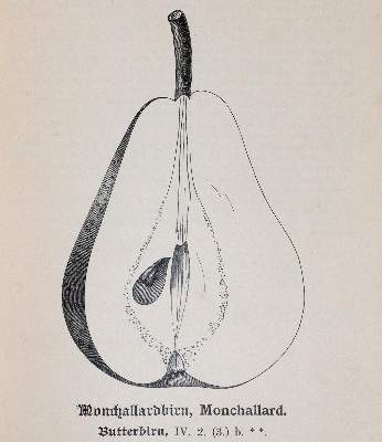 Bild Nr.2: 141-1632 Lucas,F.: (Botanik, Pomologie)