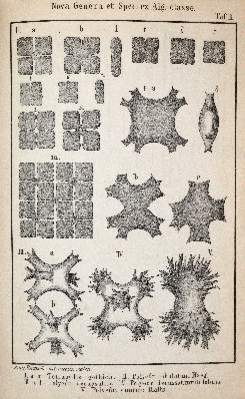 Bild Nr.3: 141-1633 Reinsch,P.(A.).: (Botanik)
