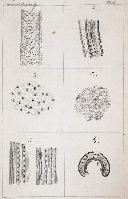 Bild Nr.2: 141-1640 Sprengel,K.: (Botanik)