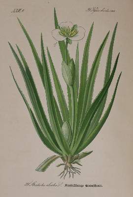 Bild Nr.2: 141-1641 Thome,(O.W.): (Botanik)