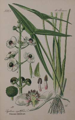 Bild Nr.3: 141-1641 Thome,(O.W.): (Botanik)