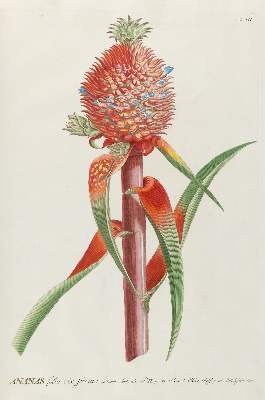 Bild Nr.8: 141-1643 Trew,Ch.J. (Botanik)